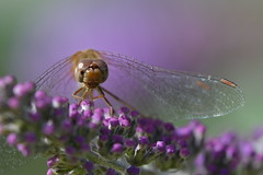 Insects - Dragons & Damsel flies