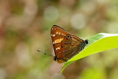 Riodinidae, Thailand