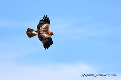 Águia-calçada (Aquila pennata)