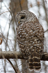 Chouette rayée (Barred Owl)
