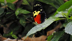 Mariposas - Butterfly