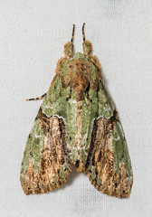 Unidentified Moths (Lepidoptera)