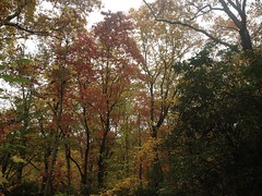 Fall Treetops 
