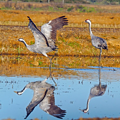 Grullas (Grus grus) Common Crane