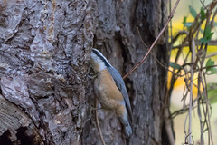 Red-breasted Nuthatches