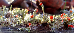 Cladonia (British soldiers) lichen