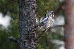 Northern Hawk-Owl | hökuggla | Surnia ulula