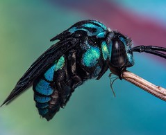 neon cuckoo bee