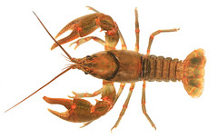Crayfish of The Southeast