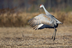 Jasper-Pulaski Cranes