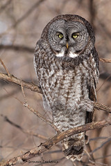 Chouette Lapone ( Great Gray Owl)
