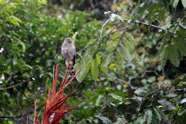 Roadside hawk (Rupornis magnirostris)
