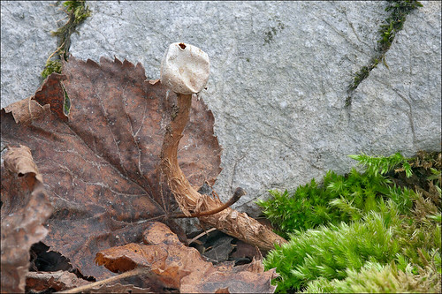 Тулостома бахромчатая (Tulostoma fimbriatum) Автор: Amadej Trnkoczy (Slovenija)