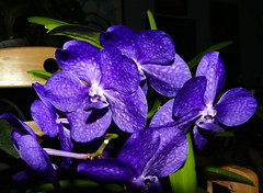orchids #21 (full)