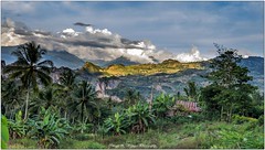 Les Sulawezi - Indonésie