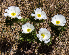Alpine Flora (Kosciuszko NP)