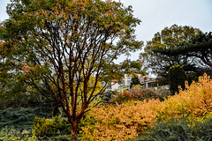 Cambridge Botanic Gardens - Autumn 2015