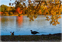 Fall Foliage at East Lake Park