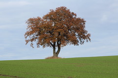Mit Træ