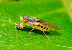 Unidentified Flies (Diptera)