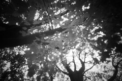 Pinhole Pictures