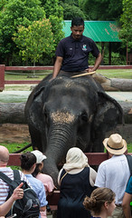 Malaysian Elephant Orphanage