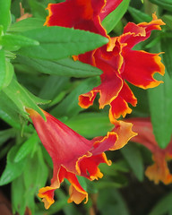 Mimulus available at Fall Plant Sale 2015
