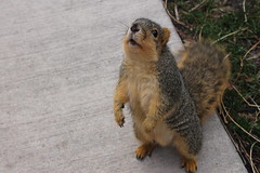 UM Squirrel 2015 P365