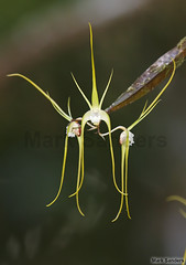 Epiphytic Orchids