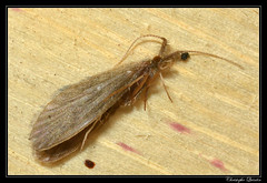 Trichoptera/Lepidostomatidae