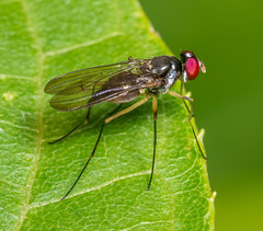 Tanypezid flies (Tanypezidae)