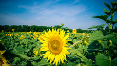 Sunflower Field in Burlington County | 2015
