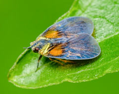 Cixiid Planthoppers (Cixiidae)