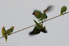 Bird Album 31 - Parrots and their allies