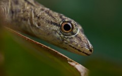 Reptiles (Colombia)