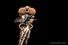 Diptera (Asilidae only)