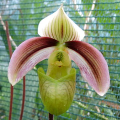 Paphiopedilum - Orchideaceae
