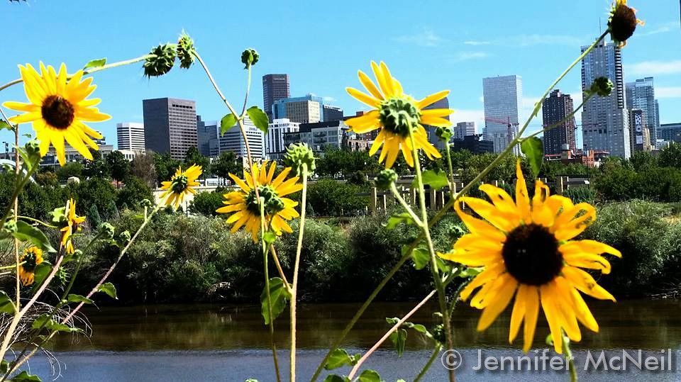Flower and greenery accent a beautiful view of downtown Denver. (Jennifer McNeil)