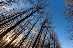 skógur - wood - forest