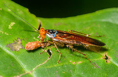 Cockroaches (Blattodea)