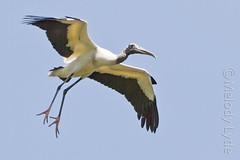 Bird Album 09 - Storks & Allies
