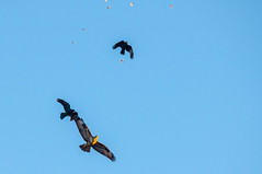 Crows mobbing Buzzard