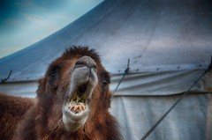Trampeltier Kamel Camel