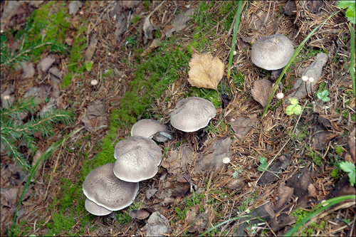 Рядовка серебристая (Tricholoma scalpturatum)Photo by Amadej Trnkoczy  on Flickr Автор фото: Amadej Trnkoczy (Slovenija)