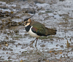 Lapwings and other waders