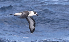 Cape Hatteras pelagic, Aug. 21,22, 2015