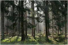Forest (color) - Wald