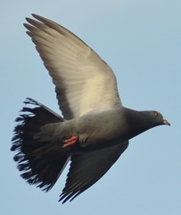 Rock Dove /Feral Pigeon ( Columba Livia )