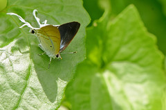 Lycaenidae, Thailand