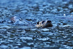 River Otters (Wild)